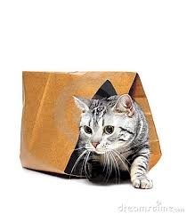 The cat was out of the bag.jpg